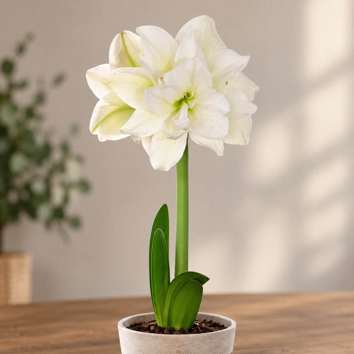 Amarilis (meilenis) ‘Marilyn’, svogūnas, 1 vnt. 1