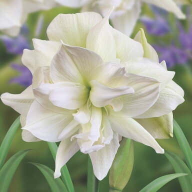 Amarilis (meilenis) ‘Marilyn’, svogūnas, 1 vnt.