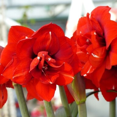 Amarilis (meilenis) 'Double King'  , svogūnas, 1 vnt.