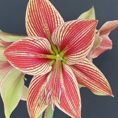 Amarilis (meilenis) 'Exotic Star', svogūnas, 1 vnt.