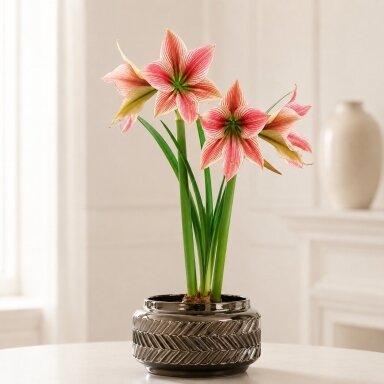 Amarilis (meilenis) 'Exotic Star', svogūnas, 1 vnt.