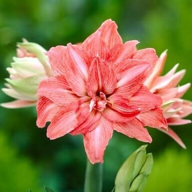 Amarilis (meilenis) 'Lady Jane' , svogūnas, 1 vnt.