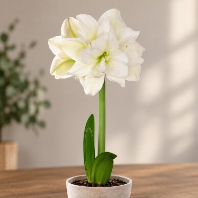 Amarilis (meilenis) ‘Marilyn’, svogūnas, 1 vnt. 1