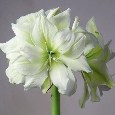 Amarilis (meilenis) ‘Marilyn’, svogūnas, 1 vnt. 2 Amarilis (meilenis) ‘Marilyn’, svogūnas, 1 vnt. 2