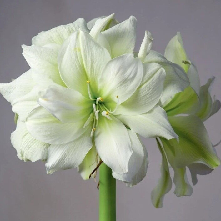 Amarilis (meilenis) ‘Marilyn’, svogūnas, 1 vnt. 2 Amarilis (meilenis) ‘Marilyn’, svogūnas, 1 vnt. 2