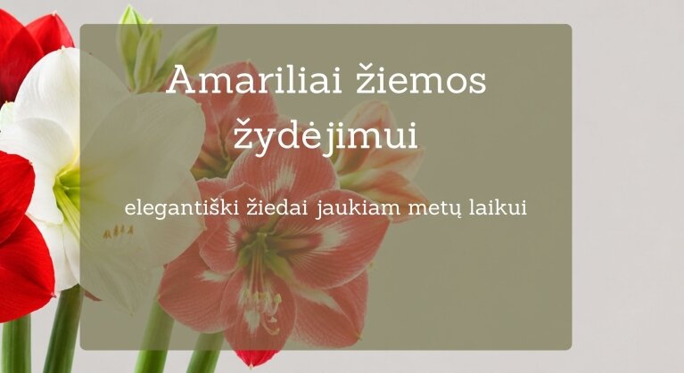 Pavasaris Amariliai sodinimui išansktine prek. mob