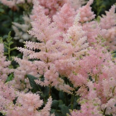 Astilbė japoninė 'Peach Blossom', šaknis Astilbė japoninė 'Peach Blossom', šaknis
