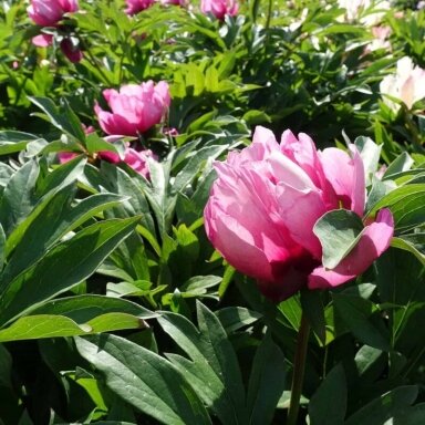 Bijūnas Itoh 'Pink Ardour', šaknis