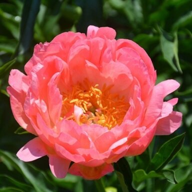 Bijūnas 'Coral Sunset', šaknis, 10 vnt.