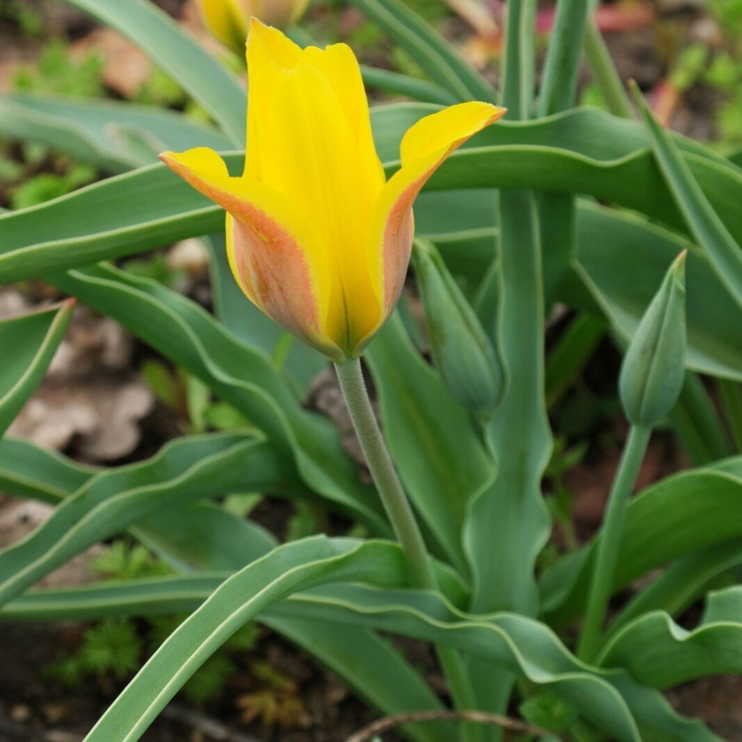 Botaninė tulpė ‘Kolpakowskiana’ , 10 vnt.