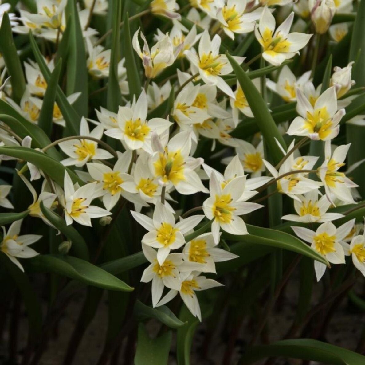 Botaninė tulpė 'Turkestanica', 50 vnt. 1