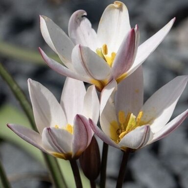 Botaninė tulpė ‘Hildė’, 30 vnt.