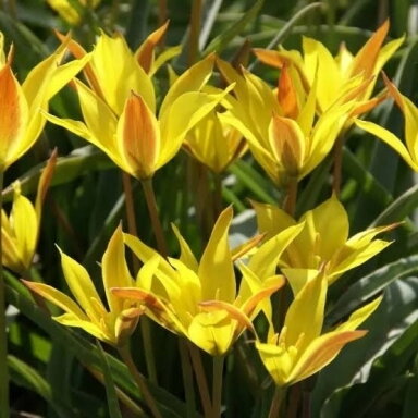 Botaninė tulpė ‘Kolpakowskiana’ , 50 vnt.