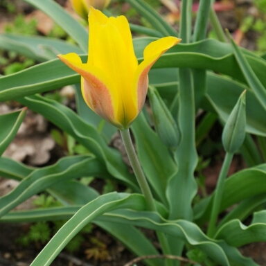 Botaninė tulpė ‘Kolpakowskiana’ , 30 vnt.