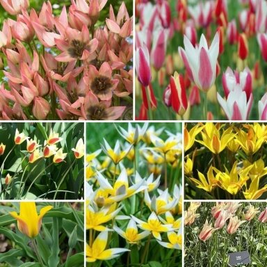 Botaninių tulpių MIX, 50 vnt.