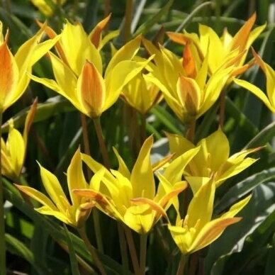 Botaninė tulpė ‘Kolpakowskiana’ , 10 vnt. 1