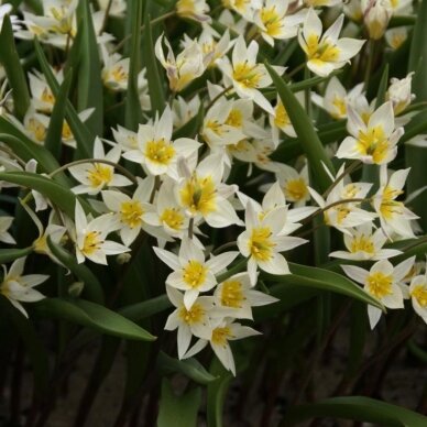 Botaninė tulpė 'Turkestanica', 50 vnt. 1 Botaninė tulpė 'Turkestanica', 50 vnt. 1
