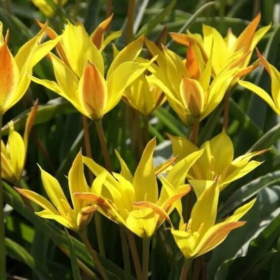 Botaninė tulpė ‘Kolpakowskiana’ , 10 vnt. 1