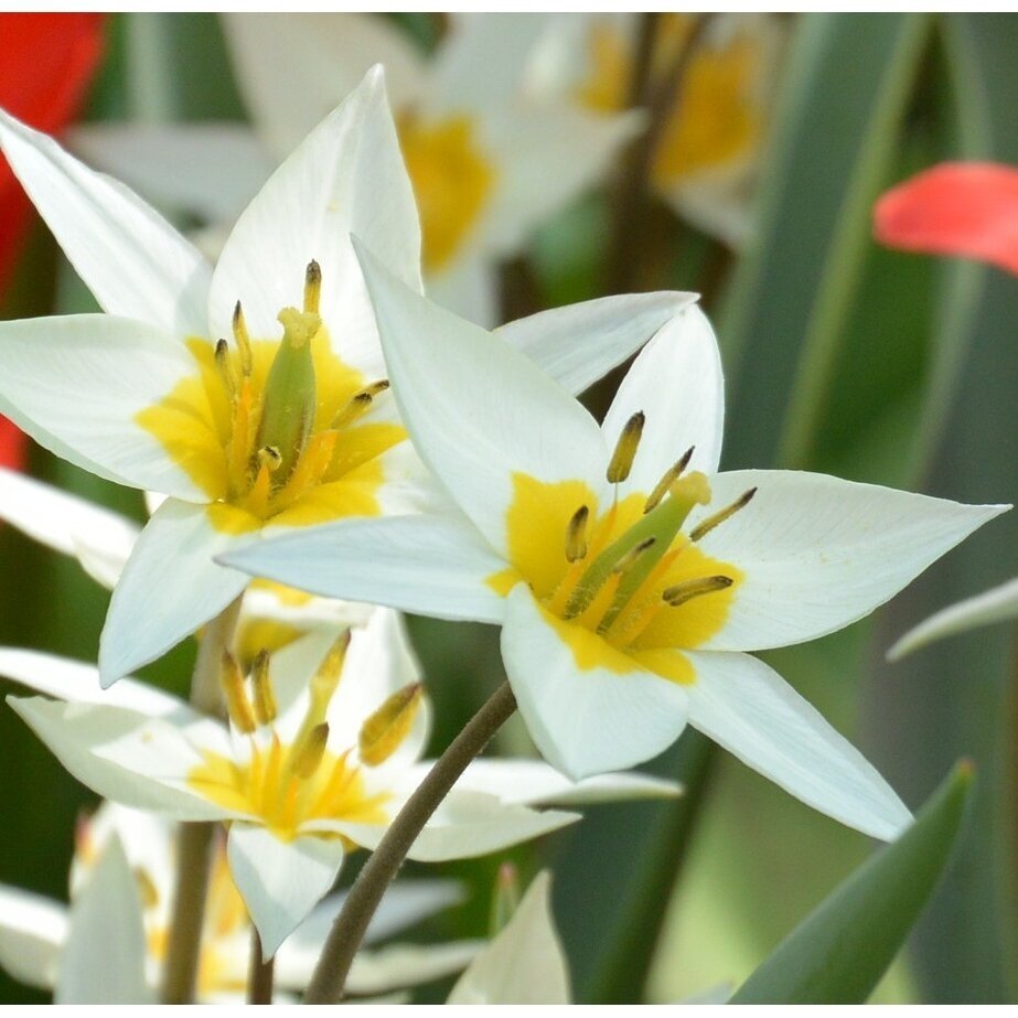 Botaninė tulpė 'Turkestanica', 50 vnt.