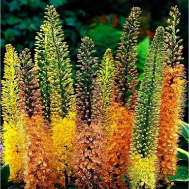 Eremūras 'Ruiter hybrids' MIX, 3 vnt. Eremūras 'Ruiter hybrids' MIX, 3 vnt.