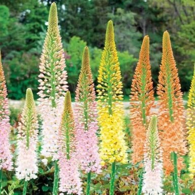 Eremūras 'Ruiter hybrids' MIX, 3 vnt. Eremūras 'Ruiter hybrids' MIX, 3 vnt.