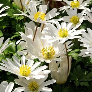 Malonioji plukė ‘White Splendour’ , 15 vnt.