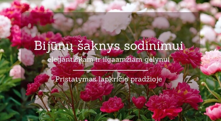 Bijunai pristatymas spalio pab