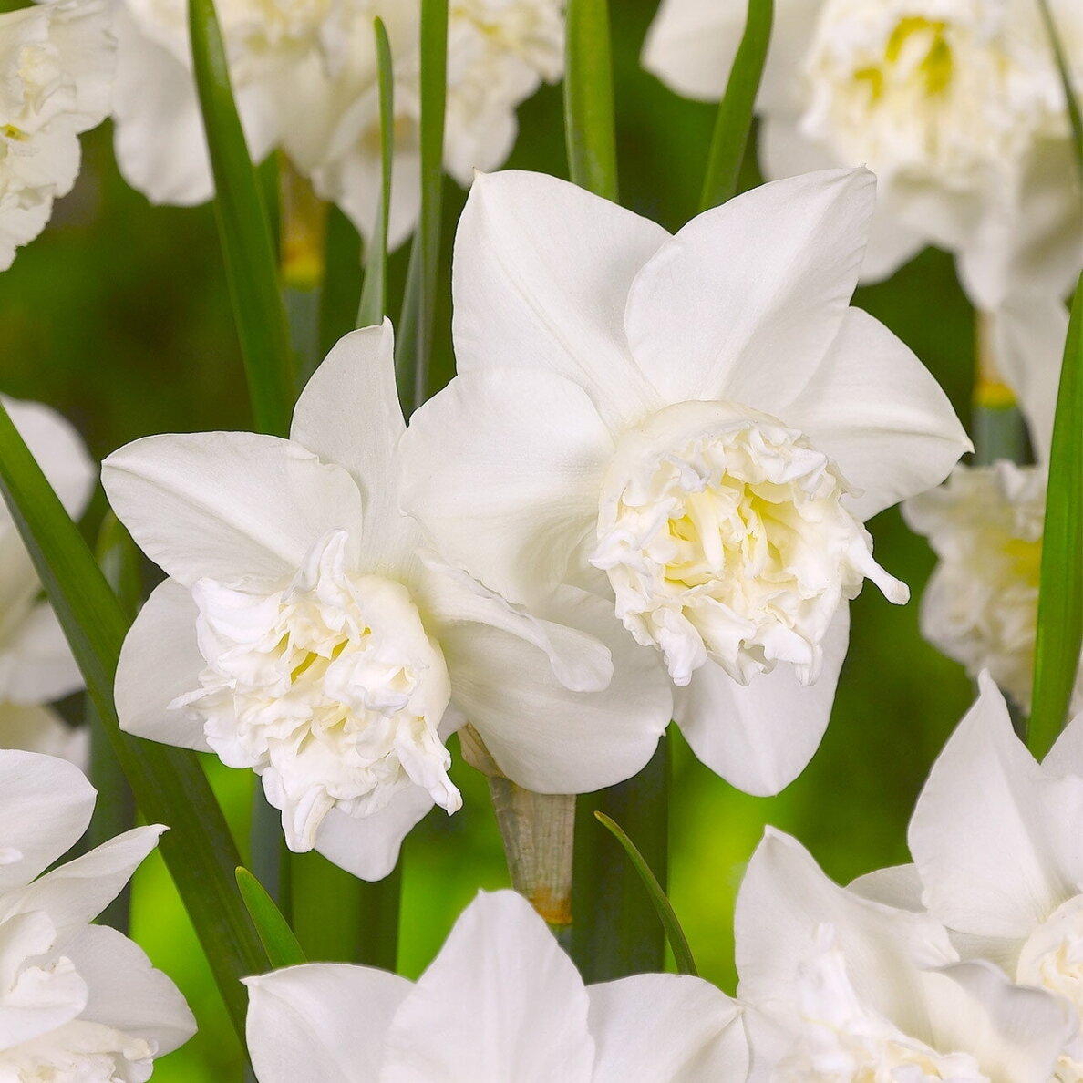 Narcizai ‘White Marvel’, 15 vnt. 1