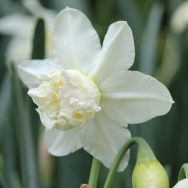 Narcizai ‘White Marvel’, 15 vnt.