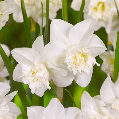 Narcizai ‘White Marvel’, 15 vnt. 1