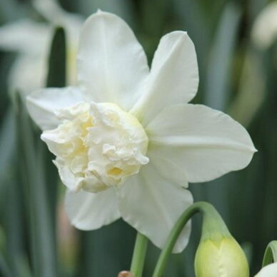 Narcizai ‘White Marvel’, 5 vnt.