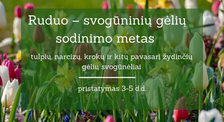 Pavasarį žydinčios  3-5 d d