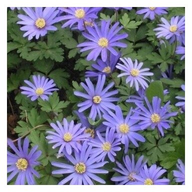 Malonioji plukė 'Blue Shades' , 50 vnt.