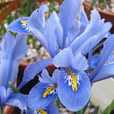 Tinklinis vilkdalgis 'Alida’, 5 vnt.