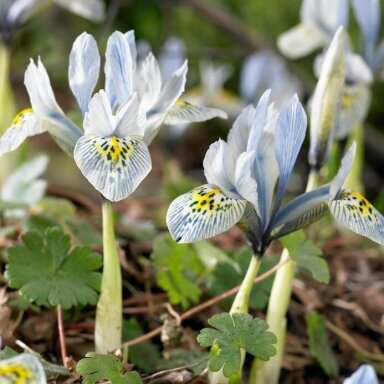 Tinklinis vilkdalgis ‘Katharine Hodgkin’, 5 vnt.