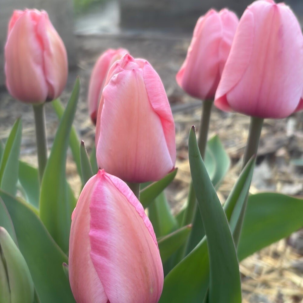 Tulpė ‘Pink Impression’ , 50 vnt. 2 Tulpė ‘Pink Impression’ , 50 vnt. 2