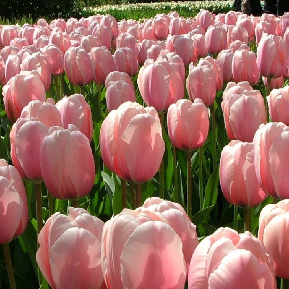 Tulp 'Salmon Impression', 50 tk. 1 Tulp 'Salmon Impression', 50 tk. 1
