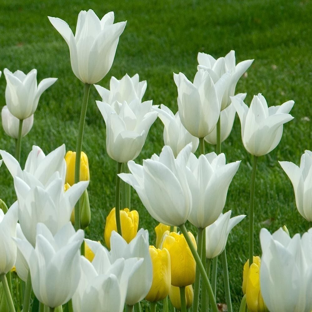 Tulpė 'White Triumphator', 5 vnt. 2 Tulpė 'White Triumphator', 5 vnt. 2
