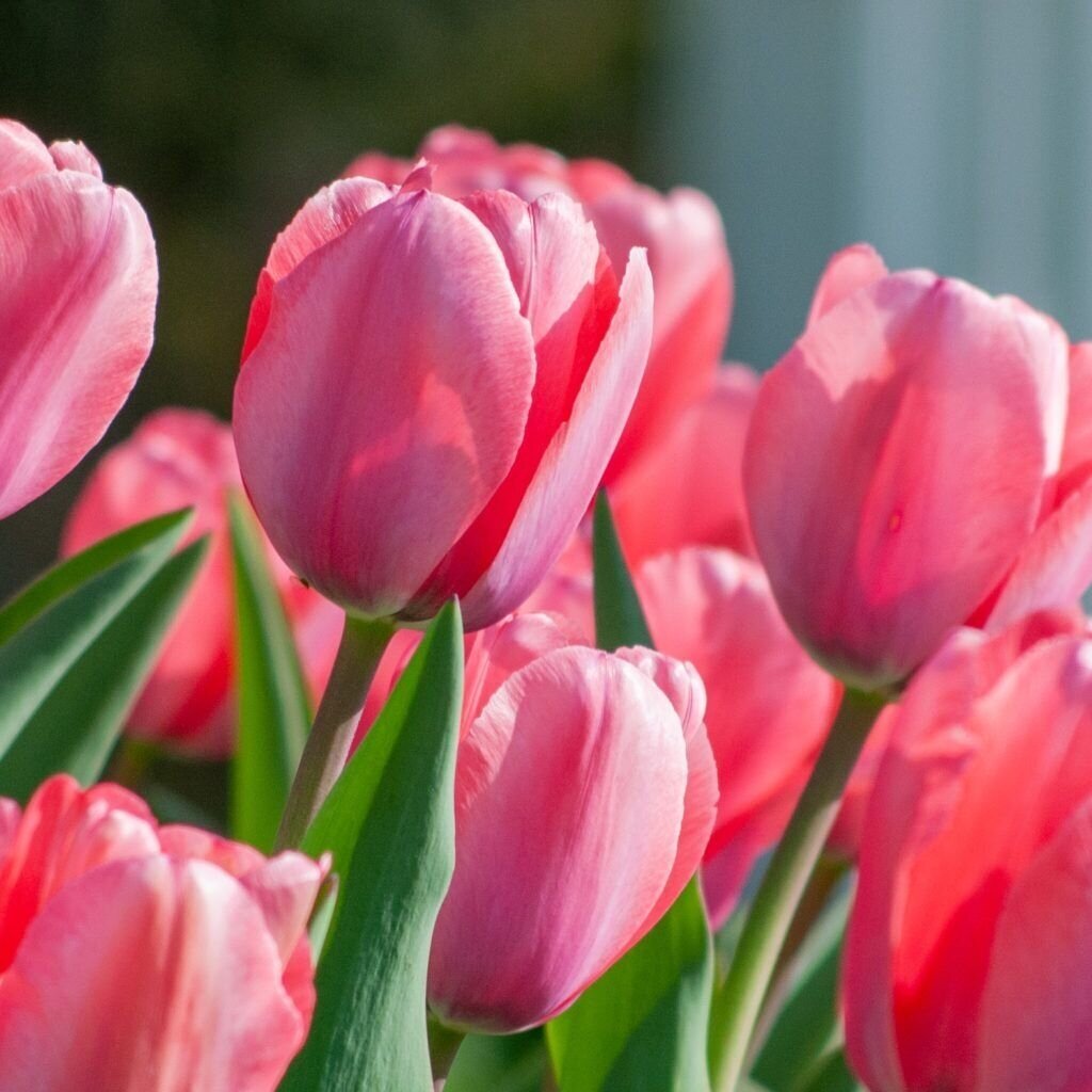 Tulpė ‘Pink Impression’ , 50 vnt. 1 Tulpė ‘Pink Impression’ , 50 vnt. 1