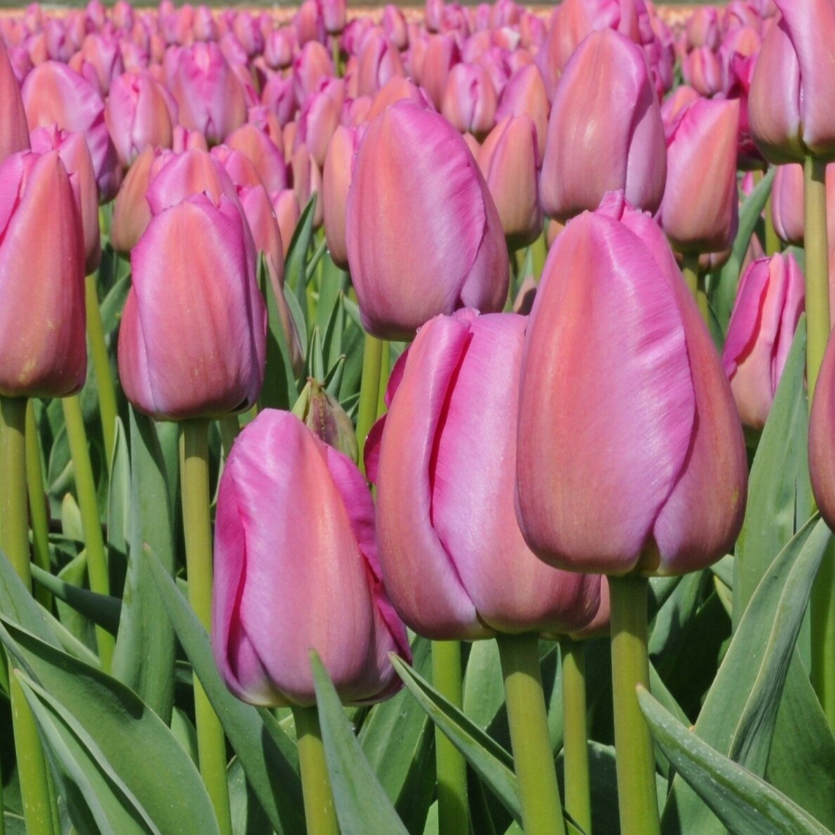 Tulpė ‘Purple Pride’, 50 vnt. 1 Tulpė ‘Purple Pride’, 50 vnt. 1