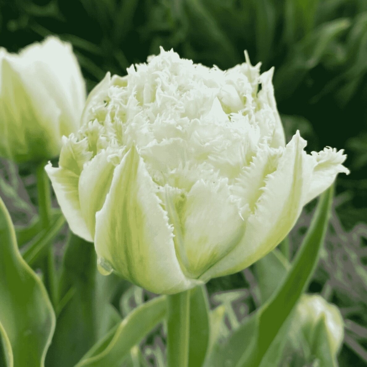 Tulpė 'Snow Crystal', 50 vnt. 2 Tulpė 'Snow Crystal', 50 vnt. 2