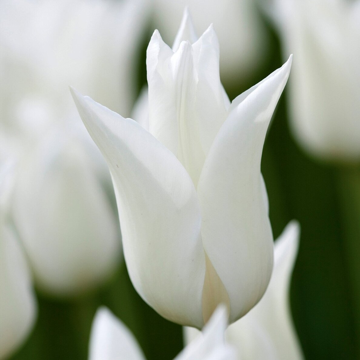 Tulpė 'White Triumphator', 5 vnt. Tulpė 'White Triumphator', 5 vnt.