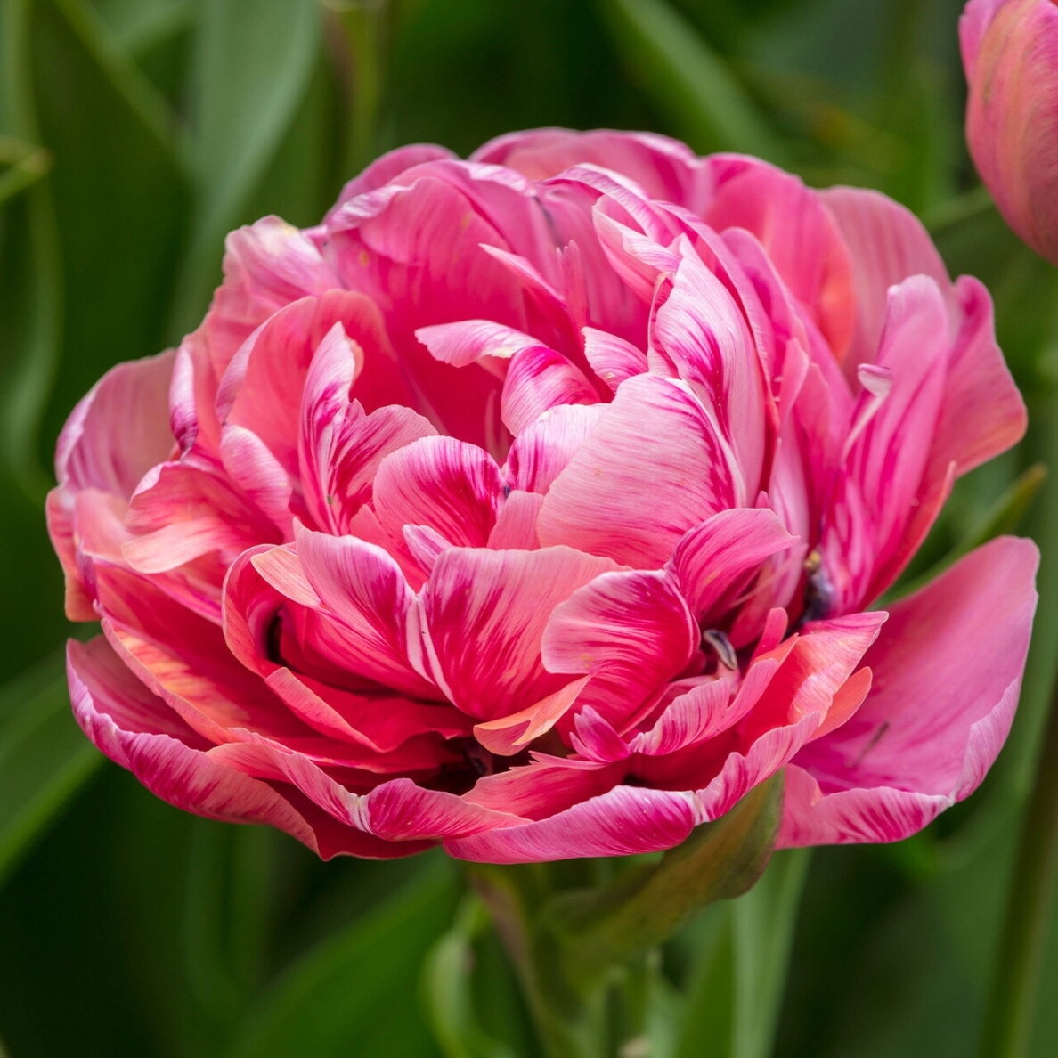 Tulpė 'Amazing Grace' , 5 vnt. 1