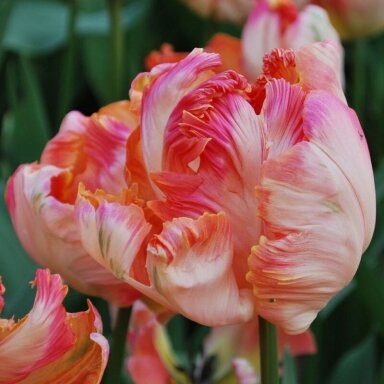 Tulpė 'Apricot parrot', 5 vnt.