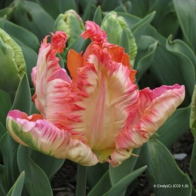 Tulpė 'Apricot parrot', 15 vnt.