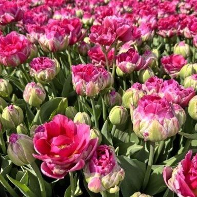 Tulpė 'Wicked in Pink ' , 5 vnt.
