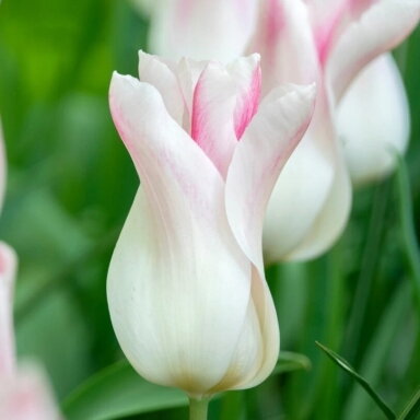 Tulpė ‘Holland Chic’ , 5 vnt.