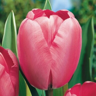 Tulpė ‘Pink Impression’ , 5 vnt.