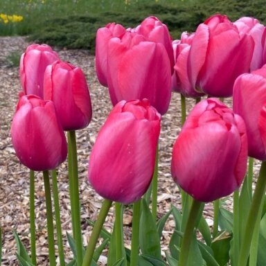 Tulpė ‘Pink Pride’, 50 vnt. Tulpė ‘Pink Pride’, 50 vnt.
