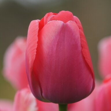 Tulpė ‘Pink Pride’, 15 vnt.